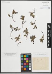 Foto von Salix myrsinites L.